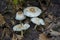 The Fatal Dapperling Lepiota subincarnata is a deadly poisonous mushroom