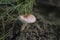 The Fatal Dapperling Lepiota subincarnata is a deadly poisonous mushroom