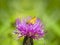 Fathead butterfly on a Thistle flower. Bright natural background with a butterfly on a flower