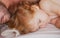 Father and baby child sleeping in the bed. Morning family sleep. Closeup sleepy kids portrait.