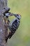 Father bird feeding its baby on wooden nest during breeding season in soft environment and blur green background