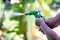 Father and child hand help watering plant in garden