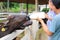 Father and daughter feeding the murrah buffalo in farm