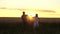 Father, daughter and mother are playing on field. Mom baby and dad holding hands are walking on wheat field at sunset
