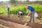 Father digs trench while the rest of the family is engaged in garden