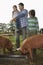 Father With Kids Watching Pigs Feed In Sty