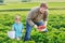 Father and little boy of 3 years on organic strawberry farm in s