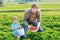 Father and little boy of 3 years on organic strawberry farm in s