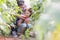 Father making daughter smell fresh tomato at farm