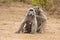 Father, mother and baby baboons, Kruger, South Africa