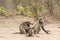 Father, mother and baby baboons, Kruger, South Africa