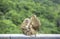 Father, mother and baby monkey sitting on a fence blocking the road Background green leaves