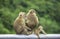 Father, mother and baby monkey sitting on a fence blocking the road Background green leaves