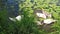 Father or mother swan eating with his babies near a lake shore