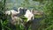 Father or mother swan eating with his babies near a lake shore