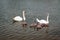 Father and Mother Swan with their young swans.