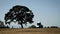 Father pushing his daughter on a tire swing hanging from a tree in a rural country scene, subjects silhouetted, faces