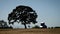 Father pushing his daughter on a tire swing hanging from a tree in a rural country scene, subjects silhouetted, faces