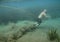Father\'s Day Dive