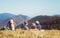 Father and son backpackers hikers resting on mountain hill and enjoying Low Tatras landscape with their beagle dog. Mountain