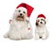 Father and son Bichon Havanese dogs in Christmas hats