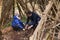 Father and son building a campfire, branches in foreground