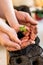 Father with  son is engaged in seedlings of young pepper sprouts