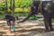 Father and son feed the elephant in the tropics