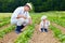 Father and son gardening on their homestead