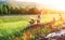 Father and son rest together in green grass when have bicycle walk