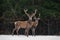 Father And Son:Two Generations Of Noble Deer Stag. Two Red Deer Cervus Elaphus Stand Next The Winter Forest. Winter Wildlife St