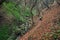 Father and son walking on trail in spring forest. Ravine with stream, one side covered with fresh greenery, the other red from