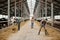 Father and son in workwear putting cattle feed by large paddocks with livestock