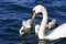 The father-swan helps her chicks to get the algae