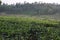 Fatickchri Odulia Tea Garden, Najirhat, Chittagong , Bangladesh