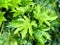 Fatsia japonica, dark green glossy leaves that are held on spreading stems. The leaves are very large, have a maple-leaf shape