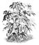 Fatsia, Japonica, Paperplant, Araliaceae, leaves, long, large, leathery vintage illustration