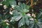 Fatsia japonica plant. Decorative green leaves after water sprinkling. Plant care concept.