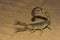 Fattail scorpion or fat-tailed scorpion . Androctonus sp., Jaisalmer, Rajasthan, India