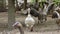 Fattening breeding of domestic geese