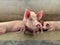 Fattening pigs relax in water against hot weather