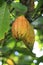 Fatty bean of Theobroma Cacao, fruit on tree, Dominican Republic.