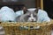 The fatty grey cat is sleeping on a basket
