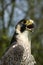 FAUCON PELERIN falco peregrinus