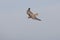 FAUCON SACRE falco cherrug