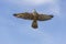 FAUCON SACRE falco cherrug