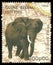 Fauna, African Elephant