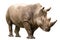 Fauna of the African savanna, endangered species and large mammals  concept theme with an adult rhino isolated on white background