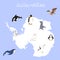 Fauna of Antarctica. Set of cartoon polar animals for babies and