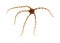 Fauna of Atlantic ocean around Gran Canaria - Ophioderma longicaudum brittle star